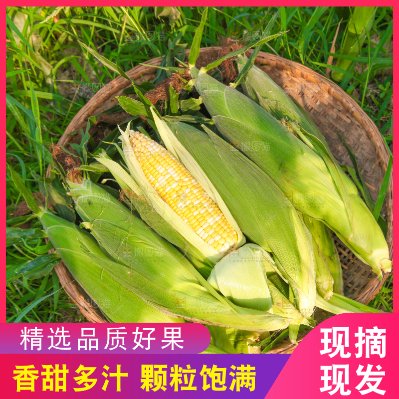 草地上放着一筐水果玉米