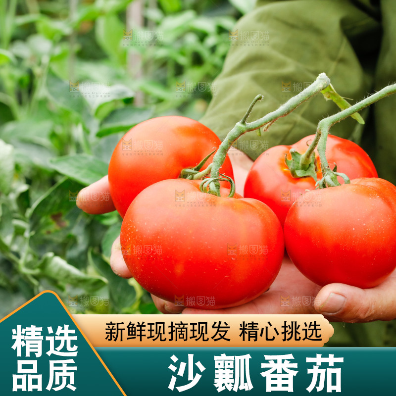 农民手上拿着西红柿
