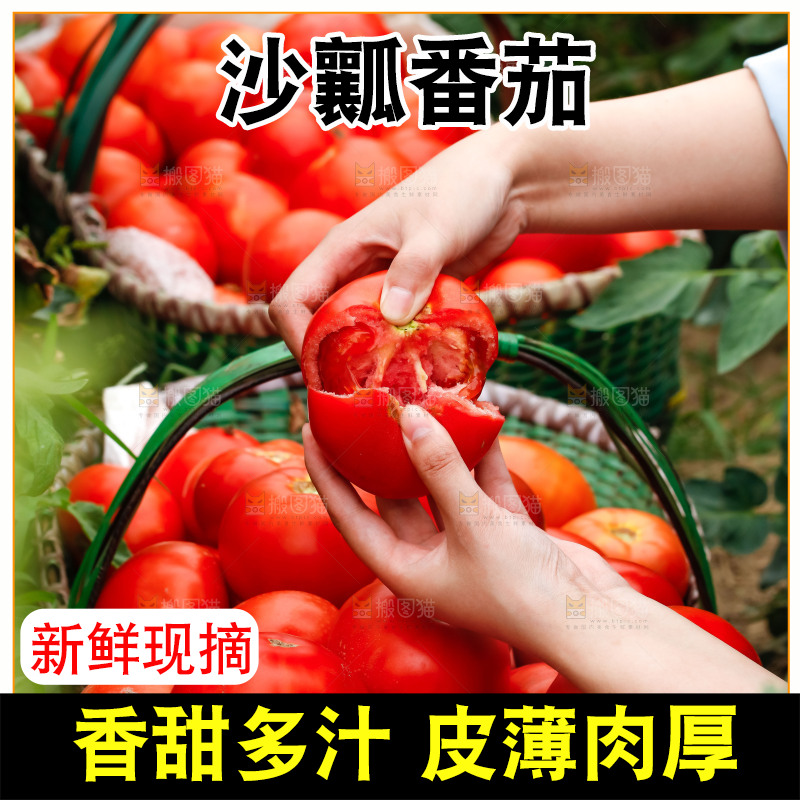 手上拿着掰开的沙瓤番茄