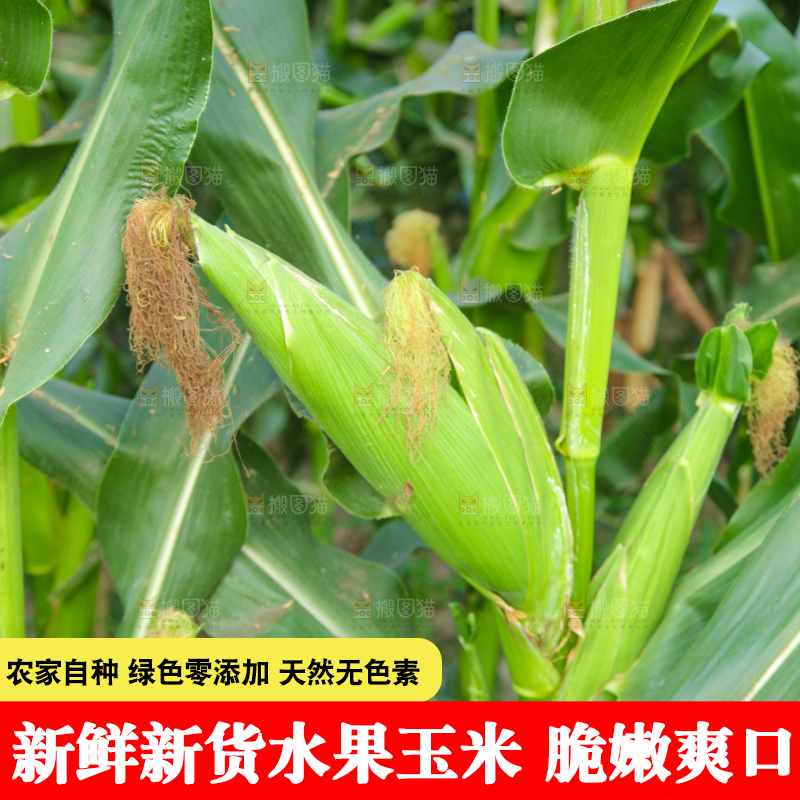 一片玉米地