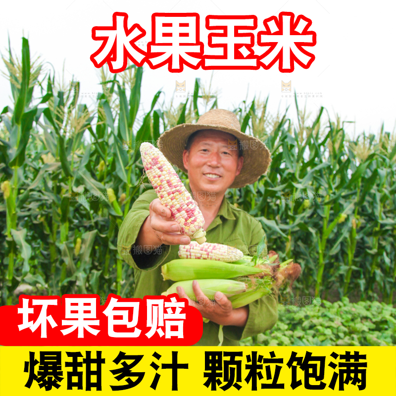手上拿着甜糯玉米