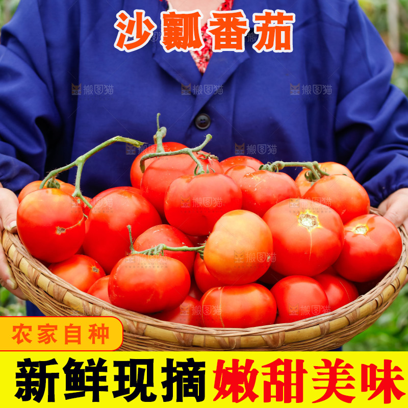 农民抱着一篮沙瓤西红柿
