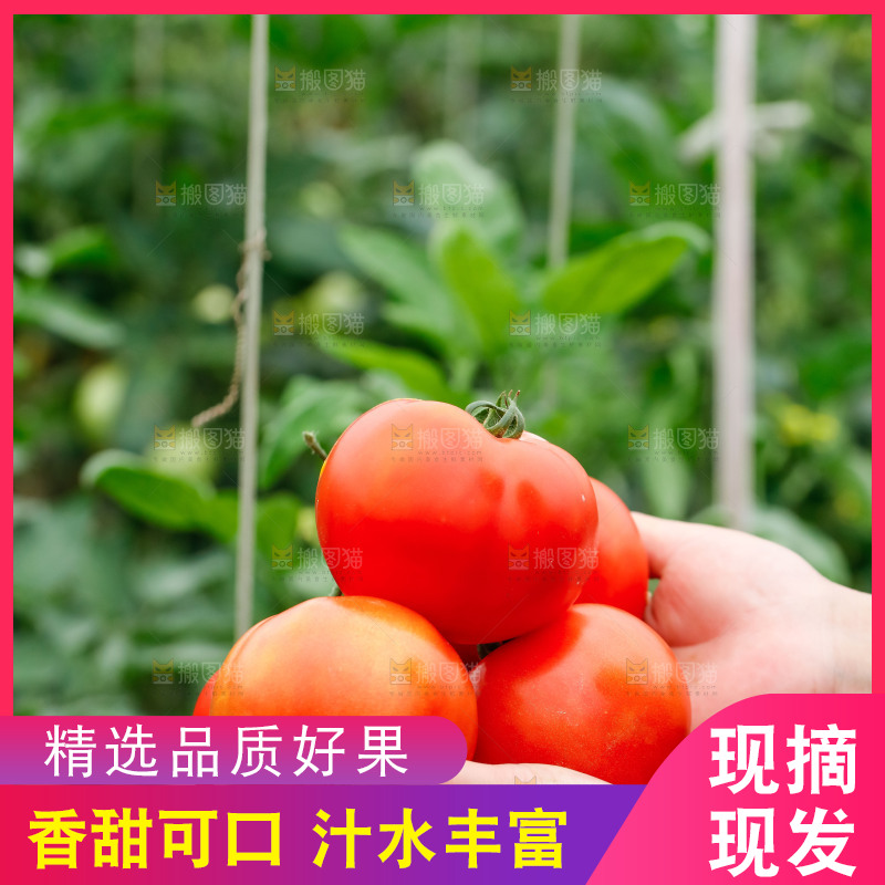 手上捧着西红柿