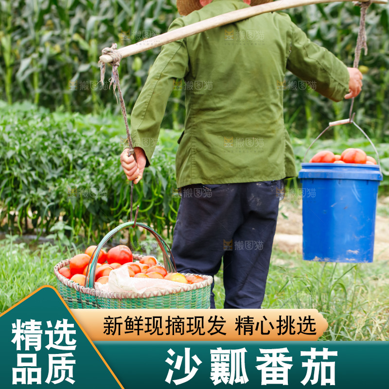 农民挑着沙瓤西红柿