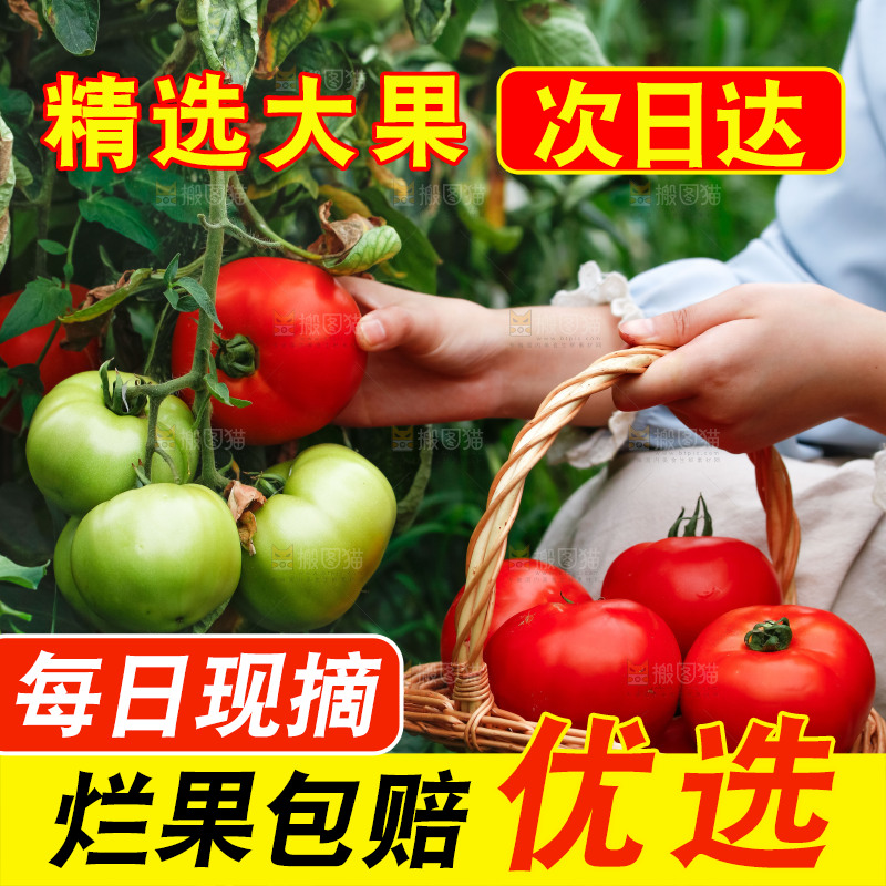 女孩手上拿着沙瓤西红柿