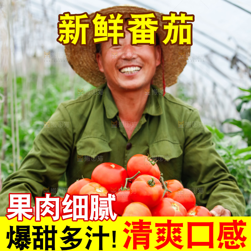 农民抱着一篮沙瓤西红柿