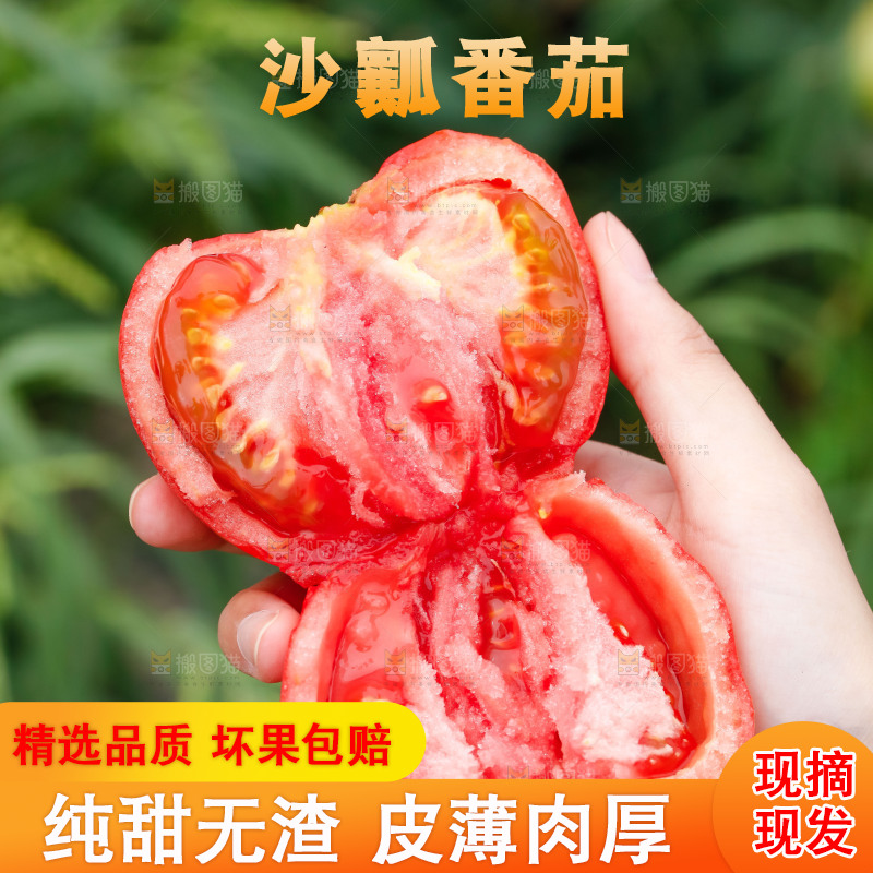 手上拿着掰开的沙瓤番茄