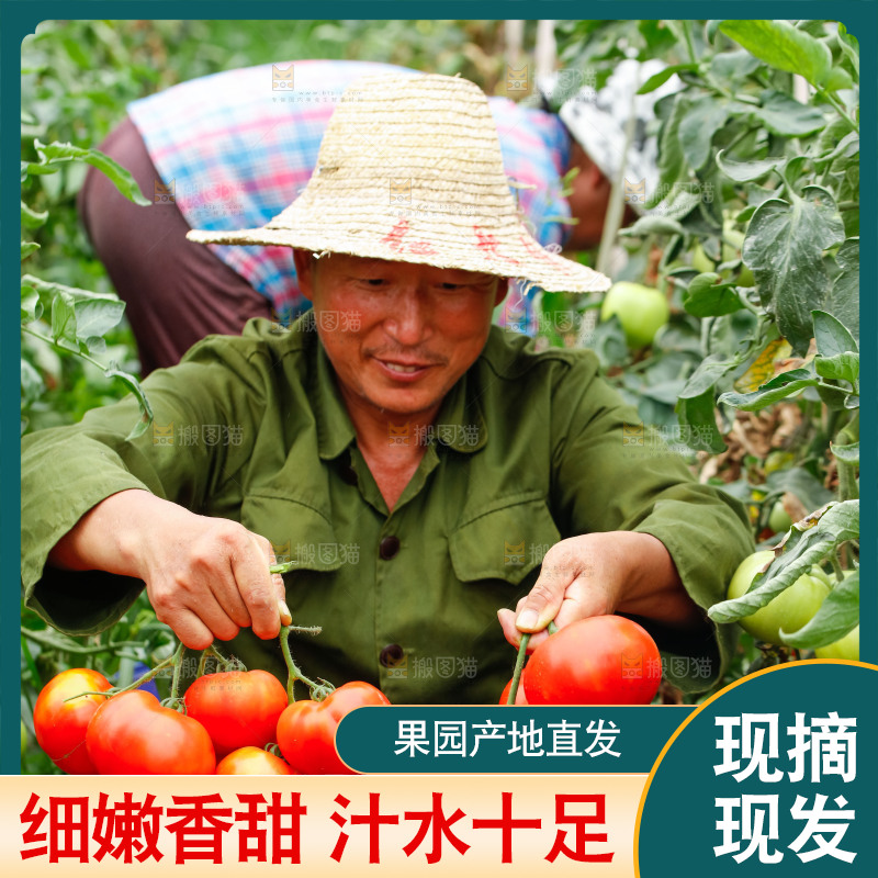 农民手上拿着西红柿