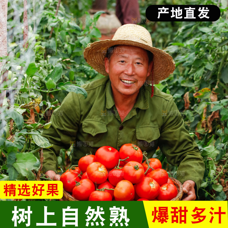 农民抱着一篮沙瓤西红柿