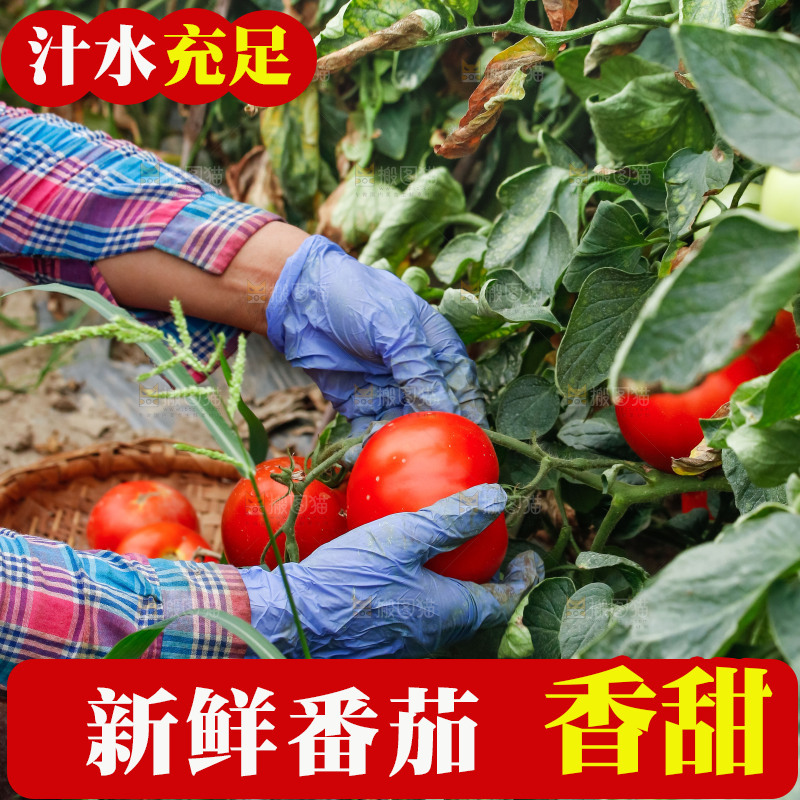 手上拿着西红柿