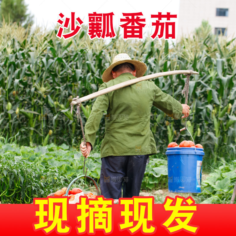农民挑着沙瓤西红柿