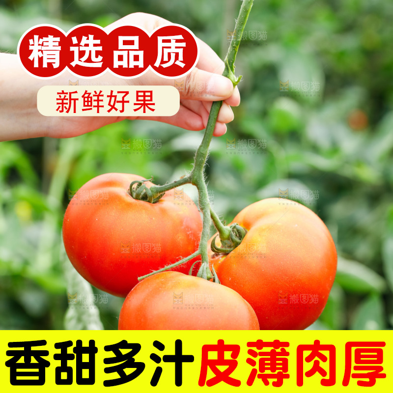 农民手上拿着西红柿