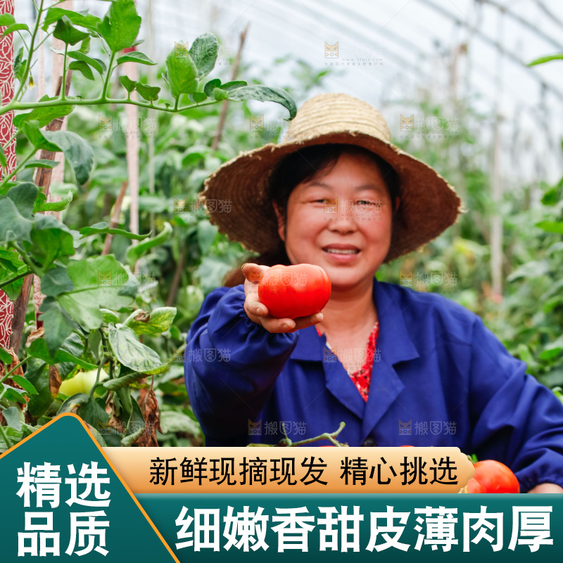 农民抱着一篮沙瓤西红柿