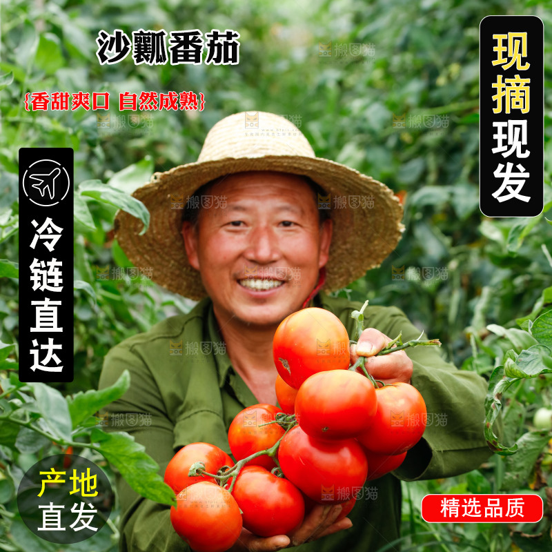 农民手上拿着沙瓤西红柿