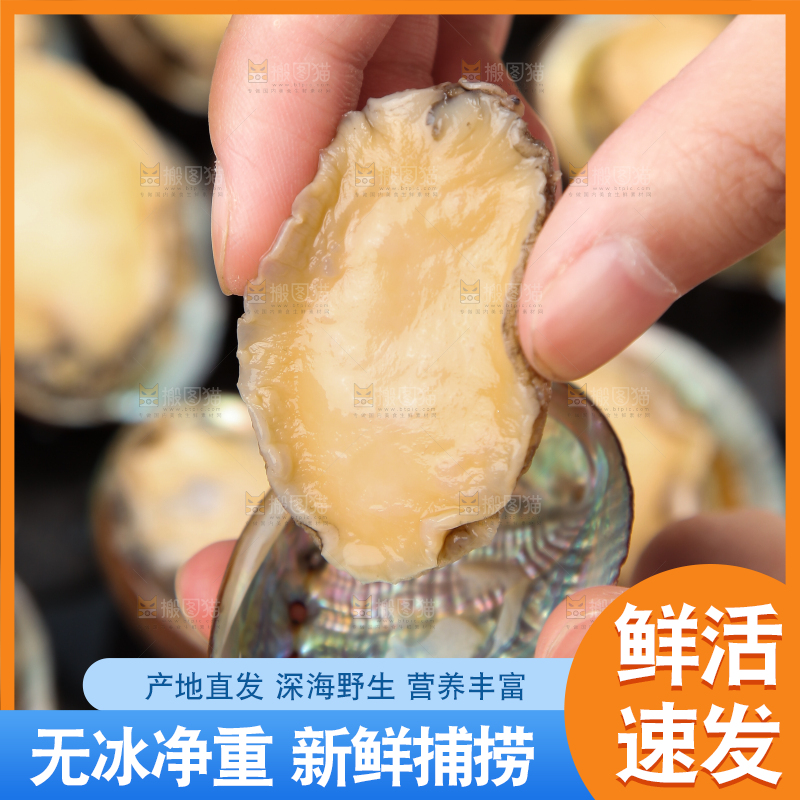 手上拿着鲍鱼
