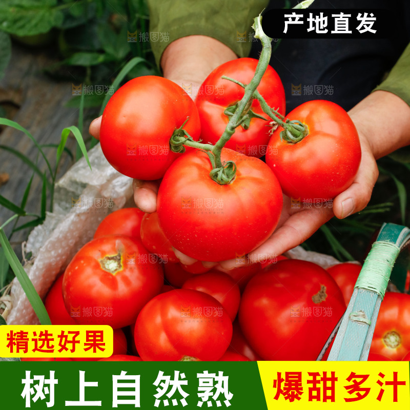 农民手上拿着西红柿