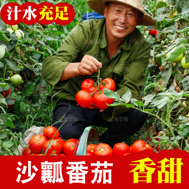 农民手上拿着西红柿