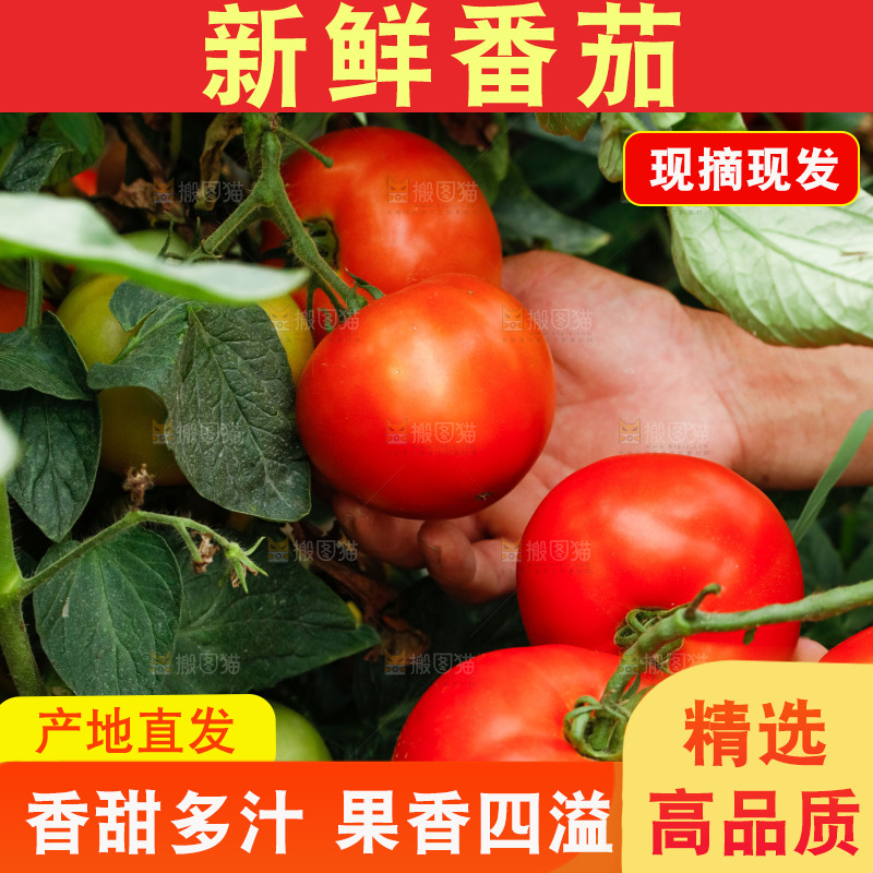 农民手上拿着西红柿