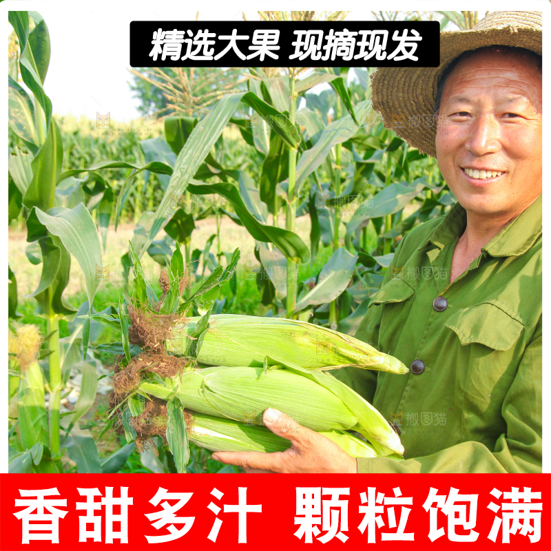 农民手上抱着糯玉米