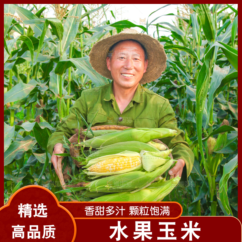 农民抱着一筐玉米