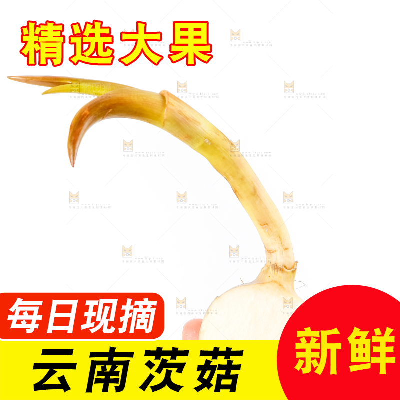 手上拿着新鲜白茨菇