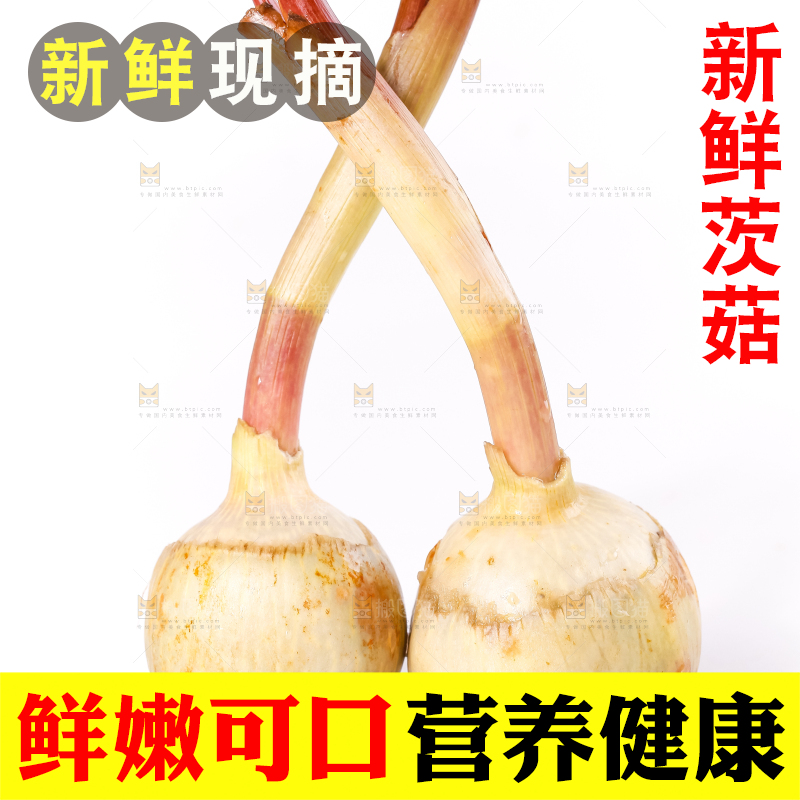 白底上的新鲜茨菇