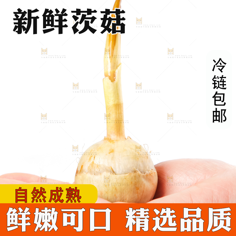 手上放着新鲜白茨菇