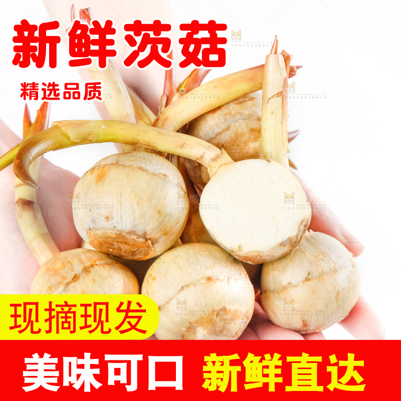 手捧着新鲜白茨菇
