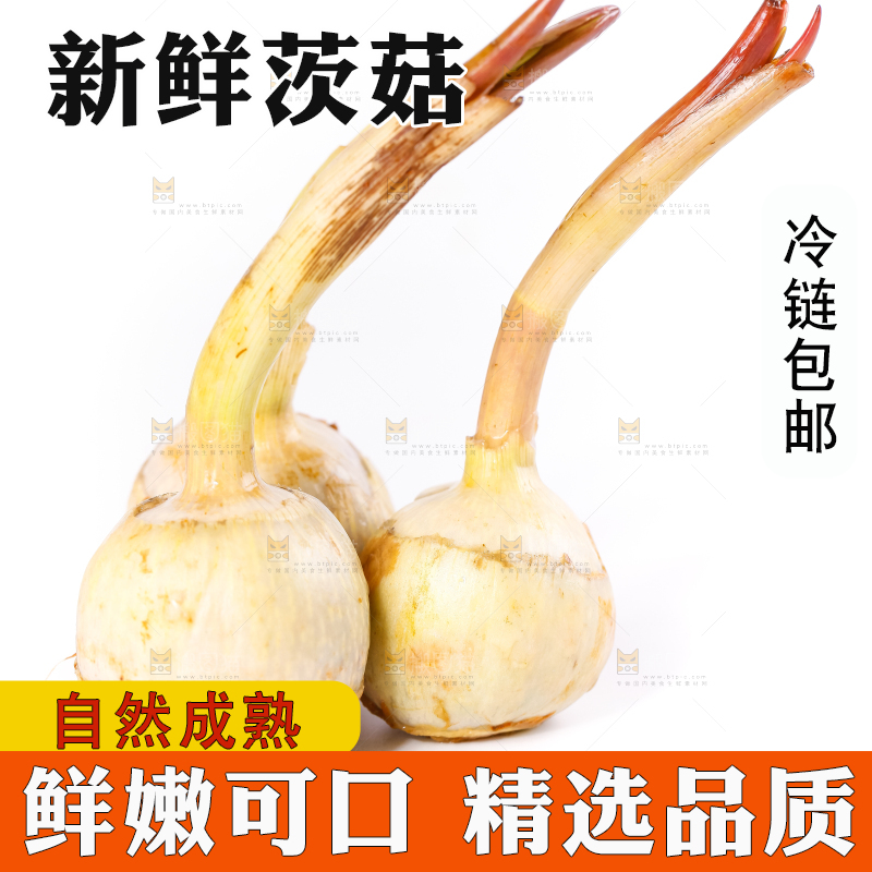 白底上的新鲜茨菇