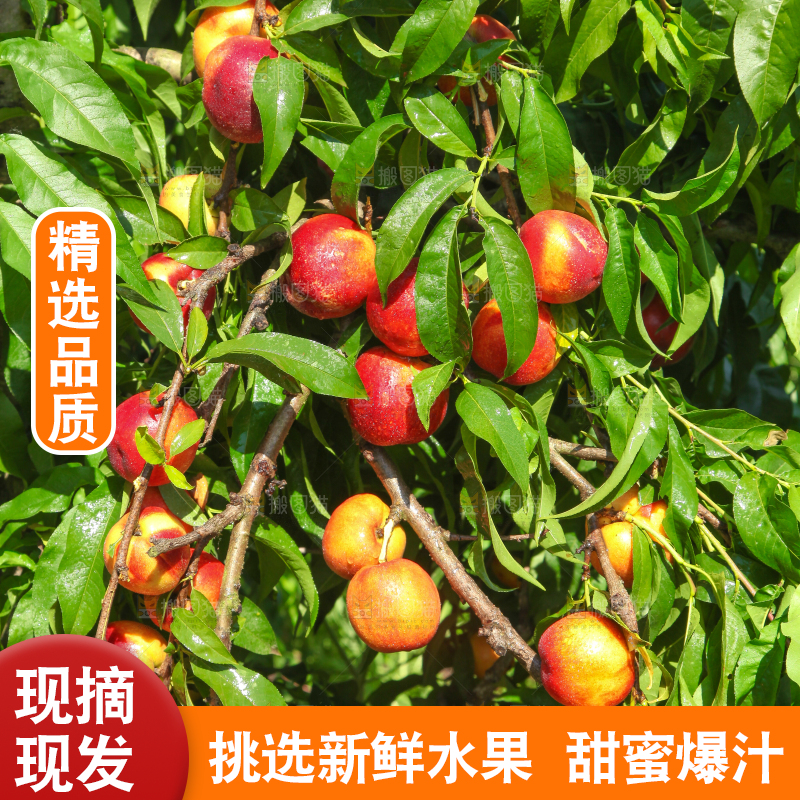 油桃树上的油桃