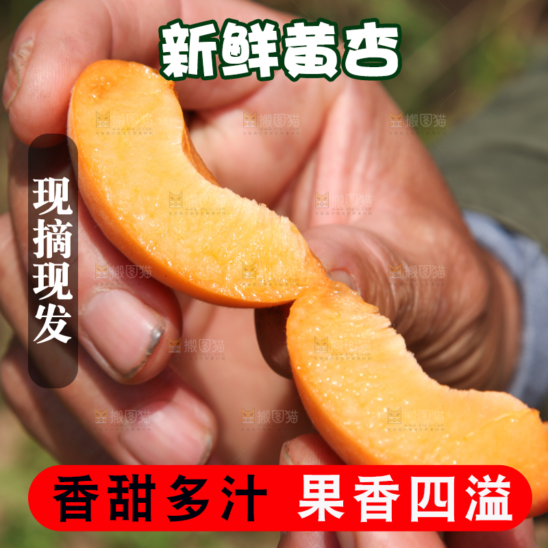 手里拿着切开的黄杏