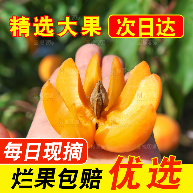 手里拿着切开的黄杏