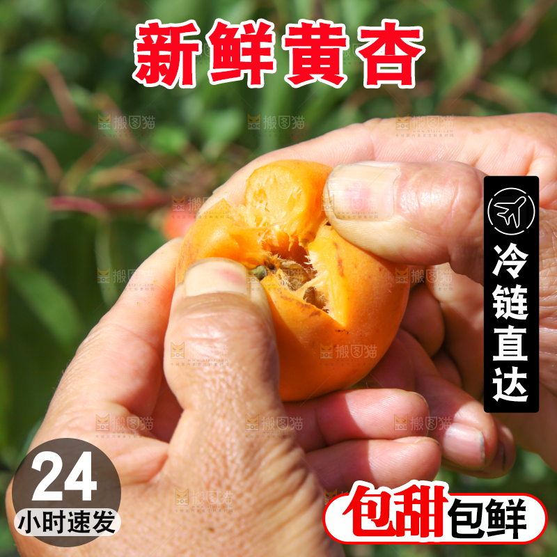 手拿着掰开的山东大黄杏