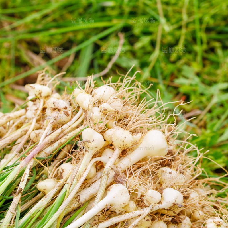 地上放着新鲜野葱