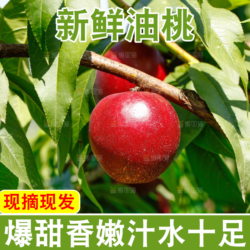 桃树上的黄心油桃