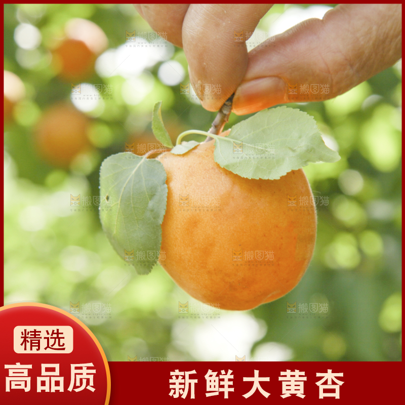 手拿着大黄杏