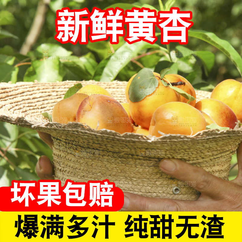 帽子里装着的黄杏
