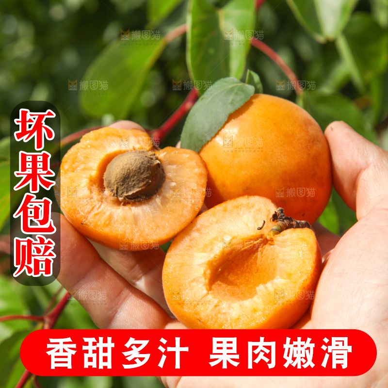 手拿着掰开的黄杏