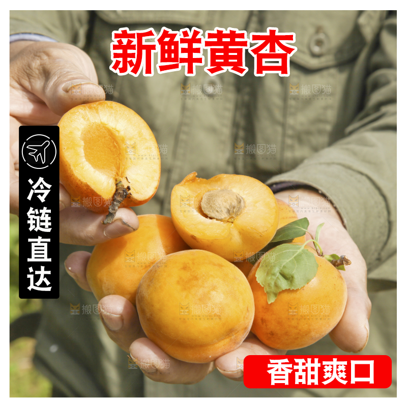 手里捧着新鲜大黄杏