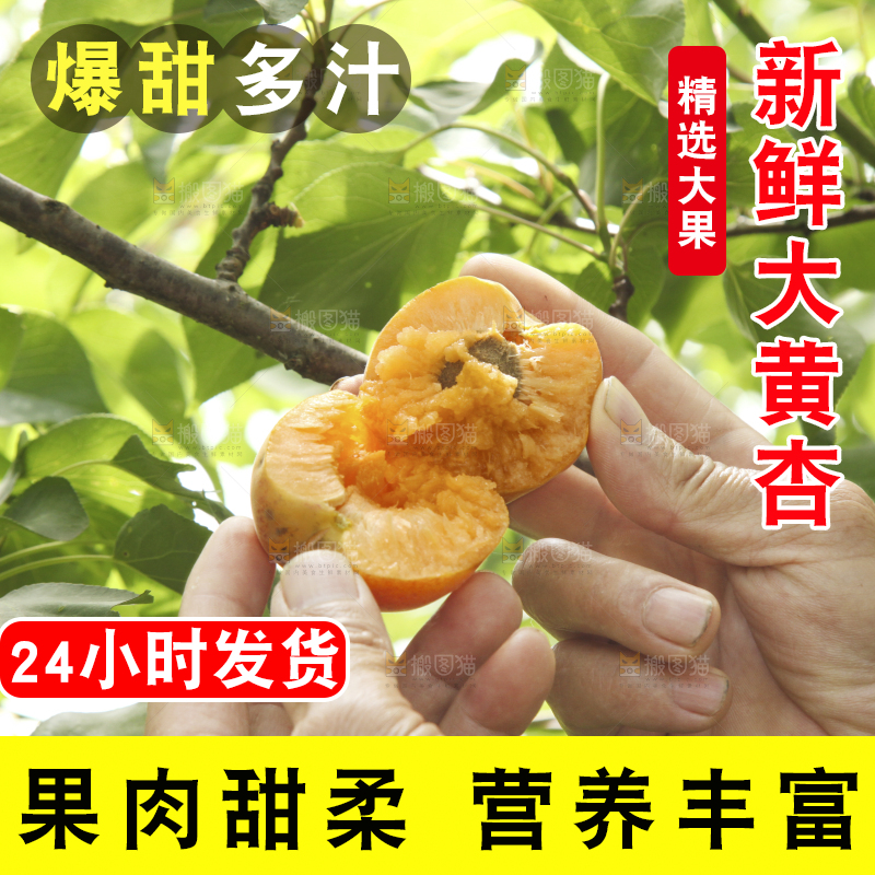 手拿着掰开的黄杏