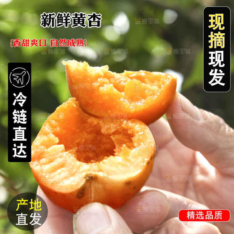 手拿着掰开的黄杏