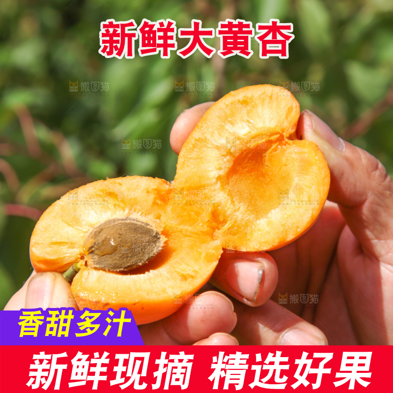 手拿着掰开的黄杏