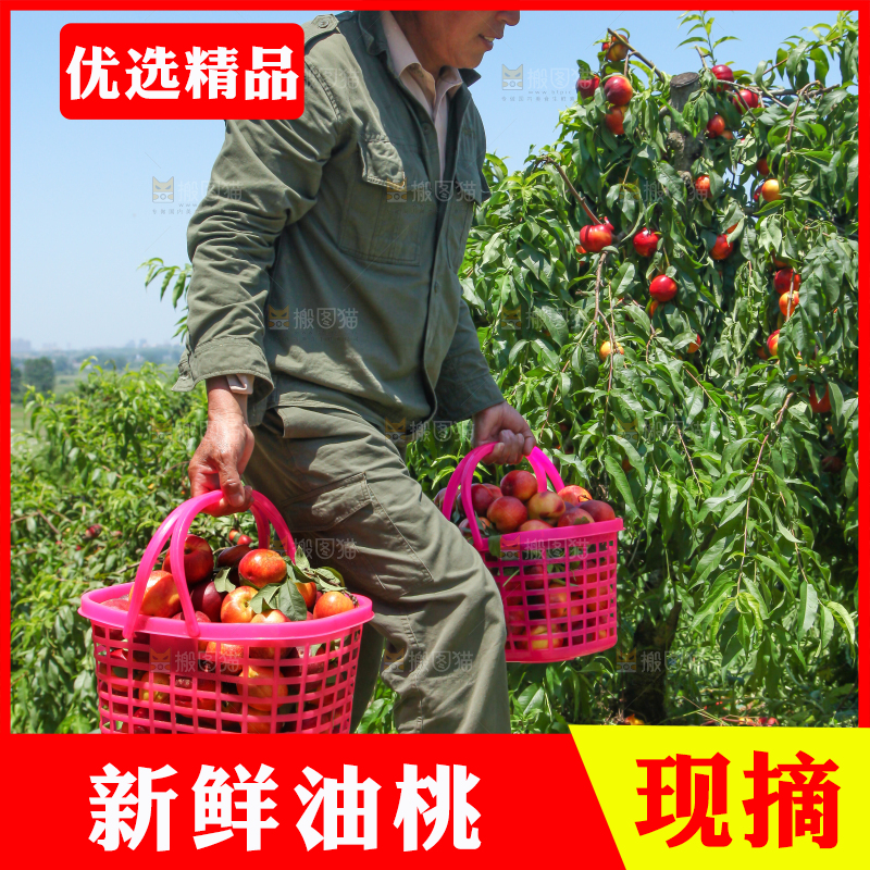 农民提着现摘的油桃