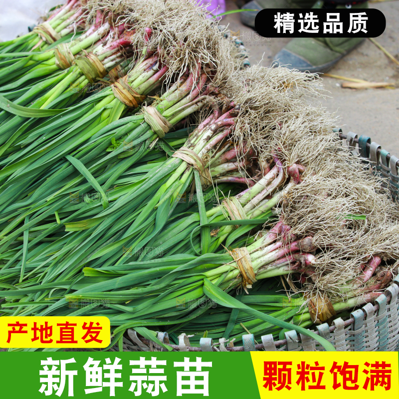 篮子里堆放着新鲜蒜苗