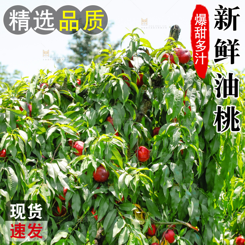 桃树上的黄心油桃