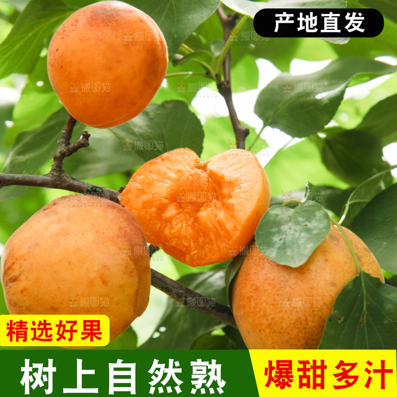 树上的大黄杏
