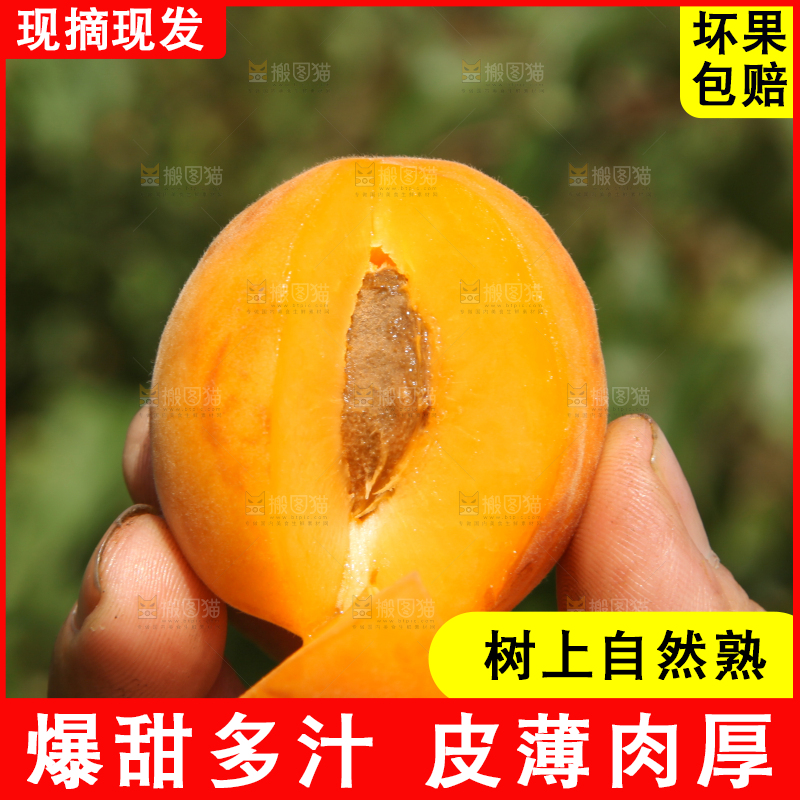 手拿着掰开的黄杏