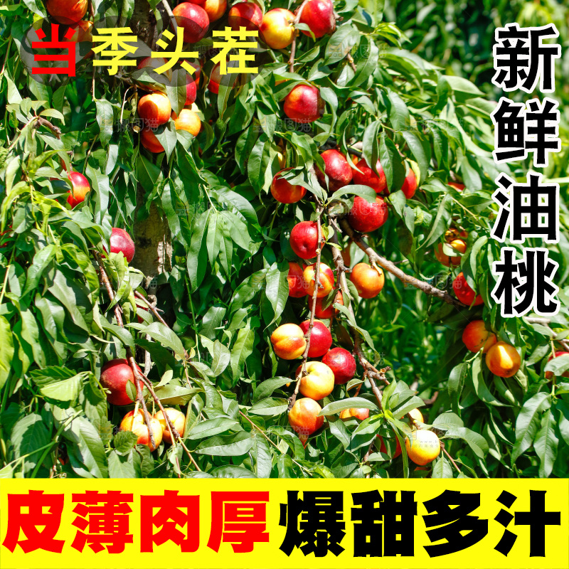 桃树上的黄心油桃