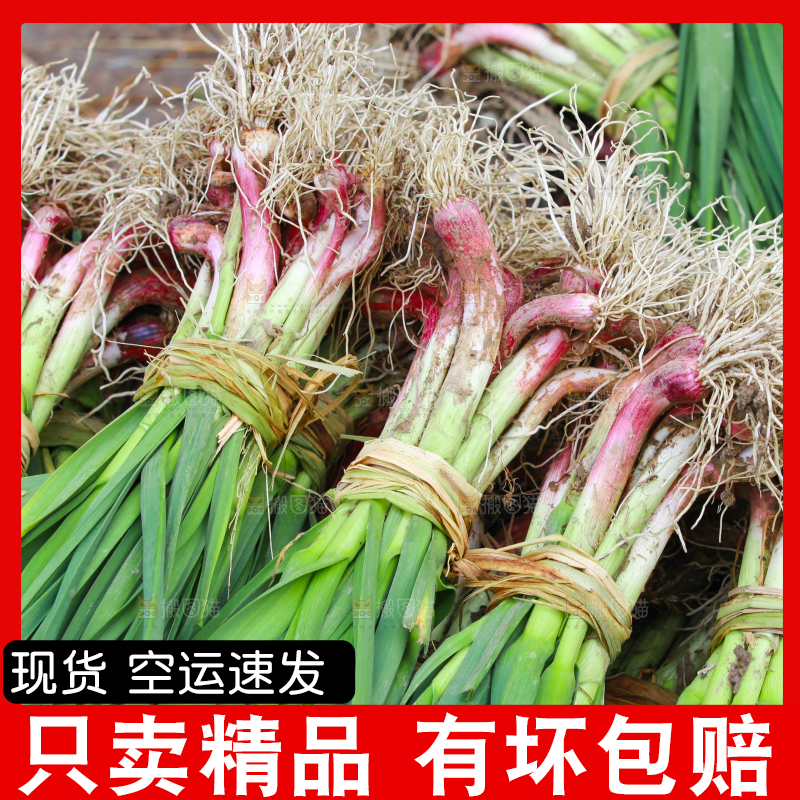 堆放着现挖蒜苗