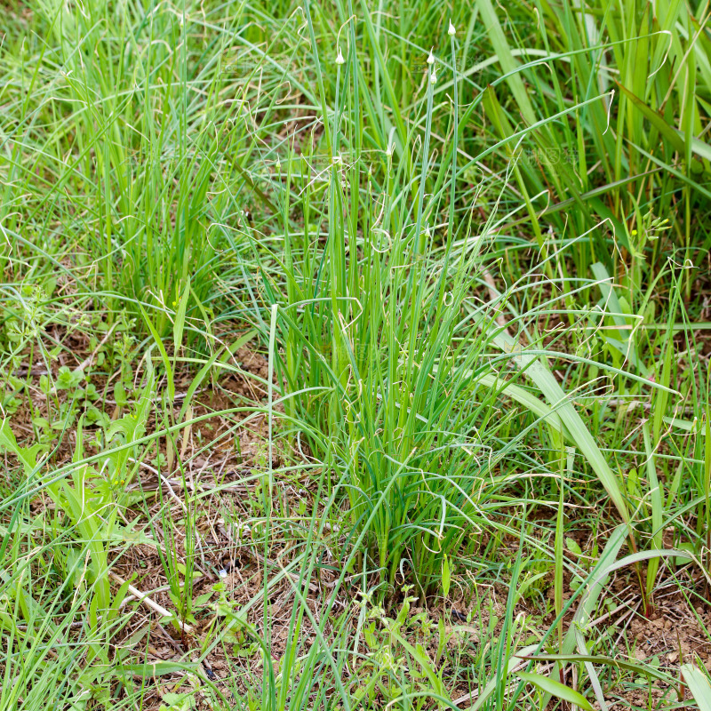 地里的新鲜野葱